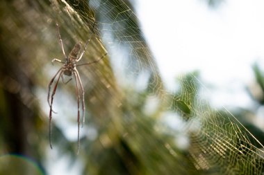 Web üzerinde Örümcek Web üzerinde yeşil bulanık arka plan