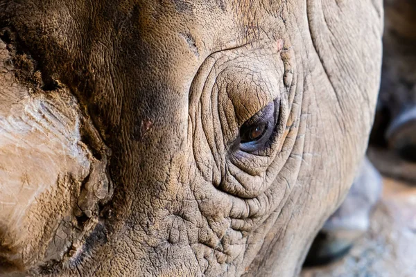 Nashorn oder Südliches Breitmaulnashorn. Konzept der Tiere im Zoo. Pattaya Zoo, Thailand — Stockfoto