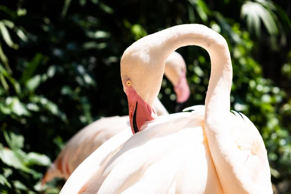 Flamingo birds in a zoo. Concept of animals in the zoo. Pattaya Zoo, Thailand. — Stock Photo, Image