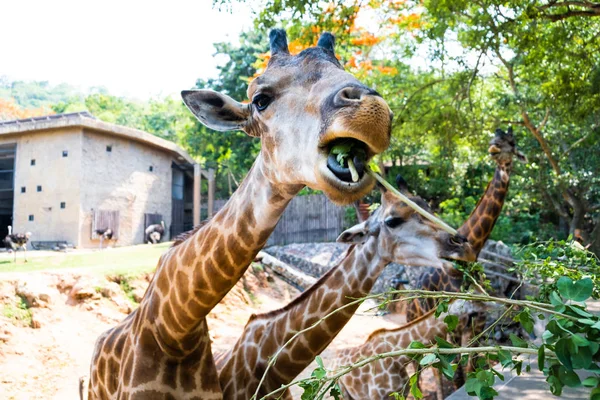 Cute Giraffe making sceptical faces while chewing food. The concept of animals in the zoo. Pattaya Zoo, Thailand