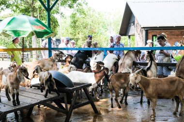 Pattaya, Tayland-Mayıs 14, 2019: çimen ile Insanlar yem ve hayvanat bahçesinde keçi çim vermek.