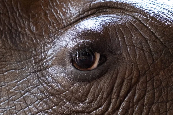 Глаз носорога. Текстура. Концепция животных в зоопарке. Паттайский зоопарк — стоковое фото