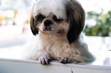 sevimli Beyaz Maltese köpek balkon ve saatler yatıyor.