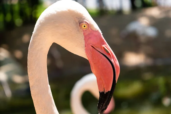 Flamingo birds in a zoo. Concept of animals in the zoo. Pattaya Zoo, Thailand. — Stock Photo, Image