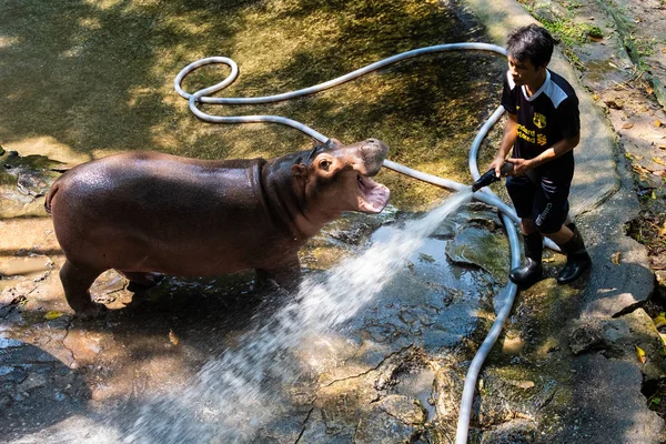 Πατάγια, Ταϊλάνδη-14 Μαΐου, 2019: ο Ιπποπόταμας στο ζωολογικό κήπο. — Φωτογραφία Αρχείου