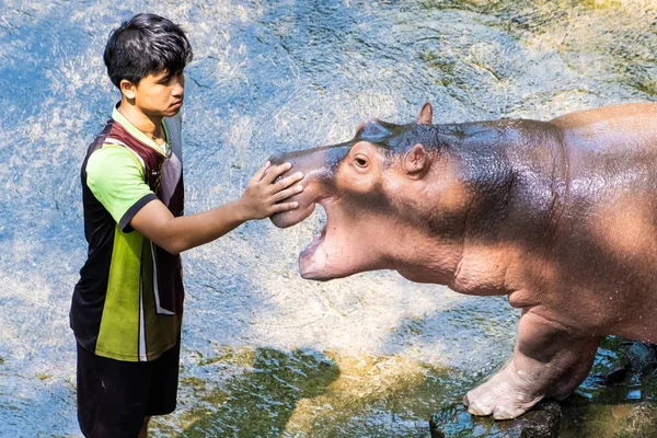 Pattaya, thailand - 14. Mai 2019: das Nilpferd im Zoo. Nilpferd hat eine kitzelnde Nase. — Stockfoto