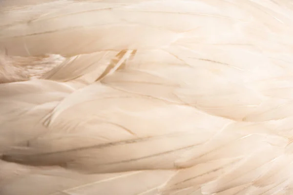 Pink flamingo feathers, close-up, texture. Bird feathers