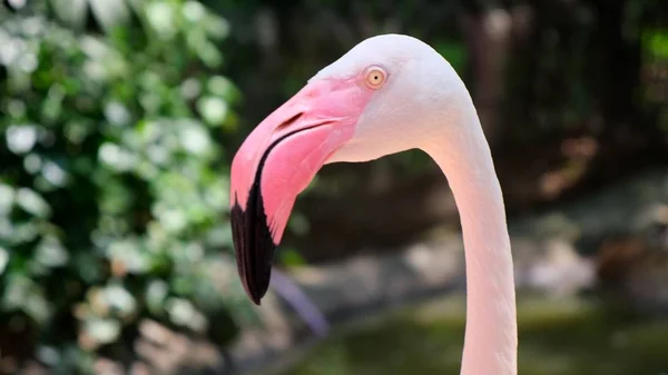 Flamingo birds in a zoo. Concept of animals in the zoo. Pattaya Zoo, Thailand. — Stock Photo, Image