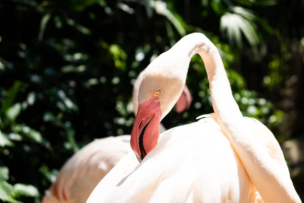 Flamingo birds in a zoo. Concept of animals in the zoo. Pattaya Zoo, Thailand. — Stock Photo, Image