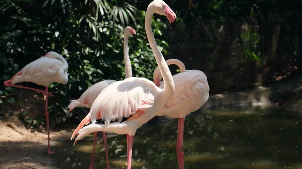 Птички фламинго в зоопарке. Концепция животных в зоопарке. Паттайский зоопарк . — стоковое фото