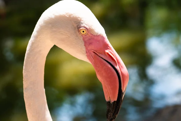 Flamingo birds in a zoo. Concept of animals in the zoo. Pattaya Zoo, Thailand. — Stock Photo, Image