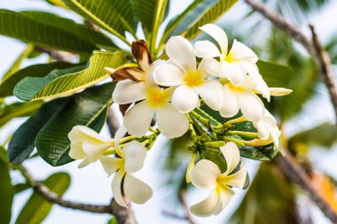 Tropikal çiçek Frangipani Plumeria, Leelawadee bir ağaçta büyür