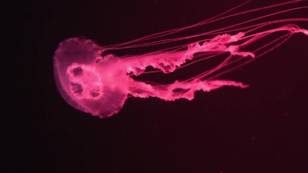 Fondo de vista relajante en cámara lenta de una medusa de color rojo brillante flotando lentamente en el agua oscura del acuario — Vídeo de stock