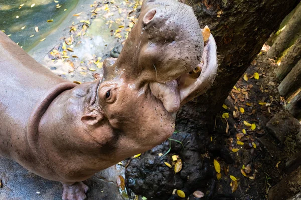 Pattaya, Tailândia - 14 de maio de 2019: O Hippopótamo no Zoológico . — Fotografia de Stock