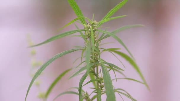 Hojas de marihuana, cannabis sobre un fondo oscuro, hermoso fondo, cultivo en interiores. — Vídeo de stock