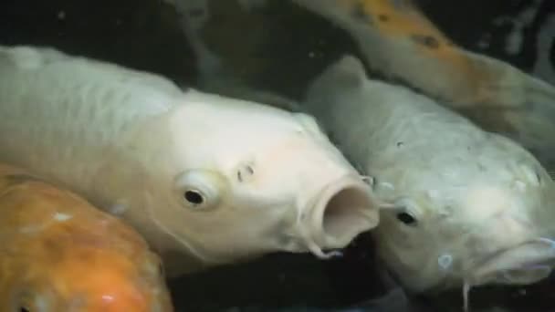 Ulticoloured Koi vissen zwemmen sierlijk in een water, kleurrijke Koi vissen in de vijver. — Stockvideo