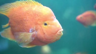 Balık akvaryumu. Oceanarium akvaryumda tehlikeli balık yüzme. Taş, deniz yosunu dolu renkli akvaryum tankı. Renkli akvaryum, okyanusta güzel balık.