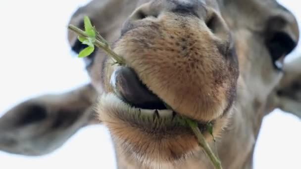 食べ物を噛みながら懐疑的な顔をするかわいいキリン。動物園の動物の概念. — ストック動画