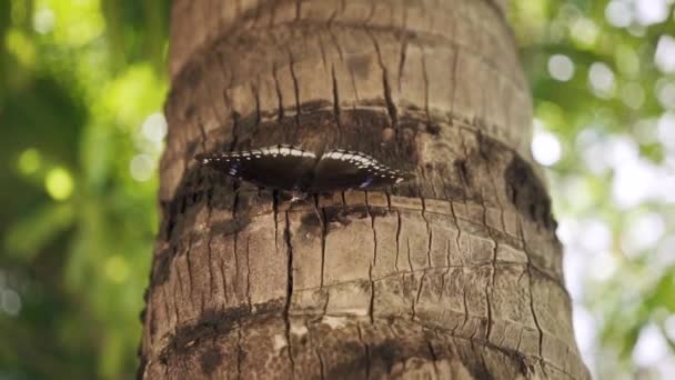 Uma borboleta se senta em uma árvore na floresta. Assustado e voou para longe — Vídeo de Stock