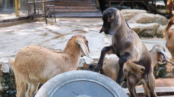 Άνθρωποι με γρασίδι για να τραφούν και να δώσουν γρασίδι σε κατσίκες στο ζωολογικό κήπο. — Φωτογραφία Αρχείου