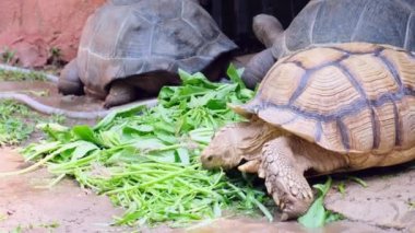 Galapagos kaplumbağam. Büyük kaplumbağa. Hayvanat bahçesinde hayvanların kavramı. 