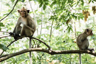 İki maymun. Geri bir çatı üzerinde oturmak ve uzağa bakmak. 