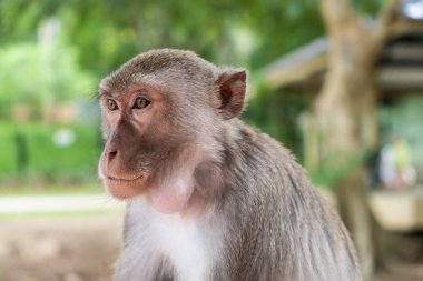 Maymun. Hayvanat bahçesinde hayvanların kavramı. 
