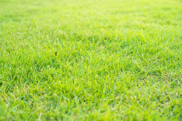 Естественная текстура зеленой травы. зеленый фон — стоковое фото