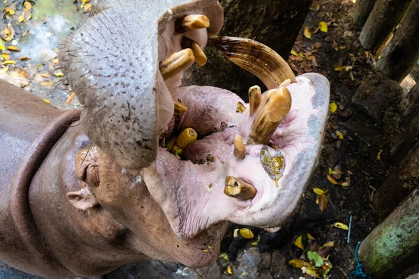 Das Nilpferd im Zoo mit geöffnetem Maul. — Stockfoto