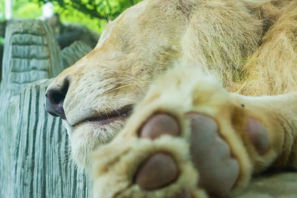 Tlapa lva zobrazující chrániče, zblízka. Pojetí zvířat v zoologické zahradě. — Stock fotografie