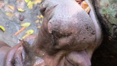  Hayvanat bahçesindeki Hippopotamus. Kalmak ve yemek beklemek