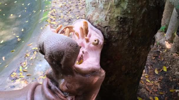 El hipopótamo en el zoológico. quédate y espera comida — Vídeo de stock