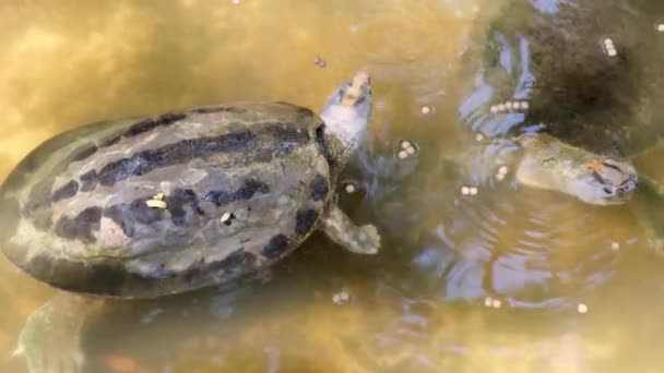 Vattenlevande sköldpaddor. Begreppet djur i Zoo. — Stockvideo