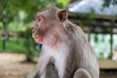 Maymun. Hayvanat bahçesinde hayvanların kavramı.