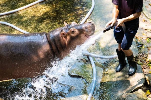 Pattaya, thailand - 14. Mai 2019: das Nilpferd im Zoo. — Stockfoto