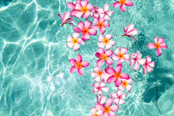 kopya alanı ile açık mavi suda yüzen Frangipani çiçek.