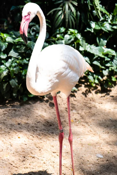 Flamingo birds in a zoo. Concept of animals in the zoo. — Stock Photo, Image