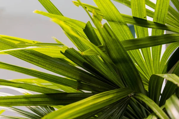 Stonowanych liści palmowych. Lato tło słonecznie stonowanych liści palmowych. — Zdjęcie stockowe