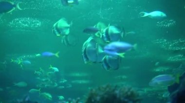 Balık akvaryumu. Oceanarium akvaryumda tehlikeli balık yüzme. Taş, deniz yosunu dolu renkli akvaryum tankı. Renkli akvaryum, okyanusta güzel balık.