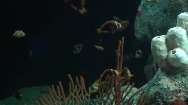 Balık akvaryumu. Oceanarium akvaryumda tehlikeli balık yüzme. Taş, deniz yosunu dolu renkli akvaryum tankı. Renkli akvaryum, okyanusta güzel balık.