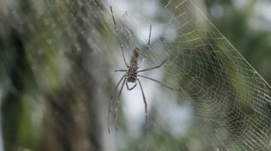 Web üzerinde Örümcek Web üzerinde yeşil bulanık arka plan