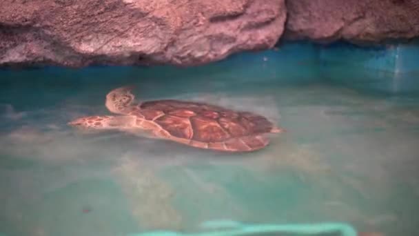 Θαλάσσια χελώνα στο ενυδρείο. Υποβρύχια βολή. — Αρχείο Βίντεο