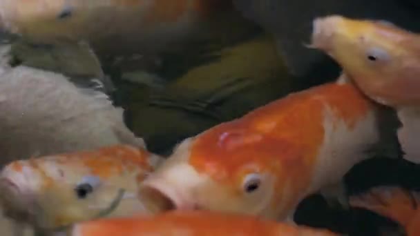 Ulticolorida Koi peixe nadando gracioso em uma água, colorido koi peixe na lagoa . — Vídeo de Stock