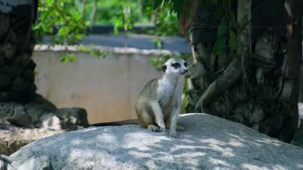 Doce mangusto. O conceito de animais no zoológico . — Vídeo de Stock