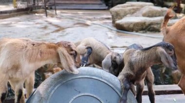 Pattaya, Tayland-Mayıs 14, 2019: çimen ile Insanlar yem ve hayvanat bahçesinde keçi çim vermek.