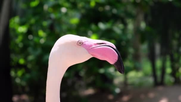 Flamingo vogels in een dierentuin. Concept van dieren in de dierentuin — Stockvideo