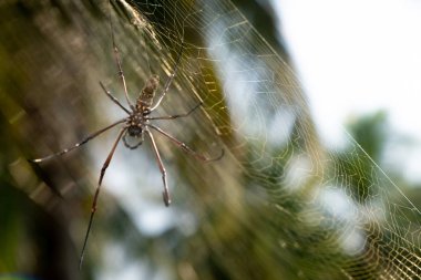 Web üzerinde Örümcek Web üzerinde yeşil bulanık arka plan