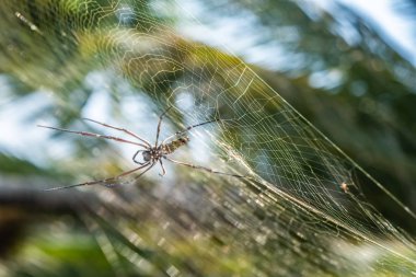 Web üzerinde Örümcek Web üzerinde yeşil bulanık arka plan