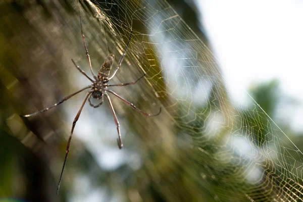 Web üzerinde Örümcek Web üzerinde yeşil bulanık arka plan