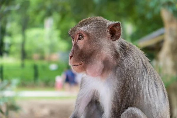 Maymun. Hayvanat bahçesinde hayvanların kavramı
